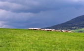Stádo ovcí na louce před bouří