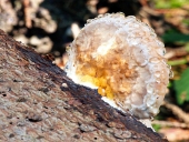 Dřevokazná houba pokrytá ranou rosou