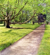 Park a starý strom