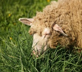 Ovečka přežvykuje trávu