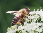 Včela medonosná z blízka