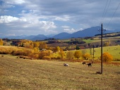 Krávy se pasou v blízkosti obce Bobrovník, Slovensko