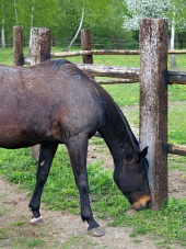 Černý kůň žere trávu na ranči