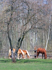Koně se pasou pod stromem na ranči