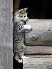 Kotě se šplhá po dřevě