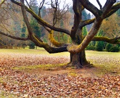 Masivní strom v parku
