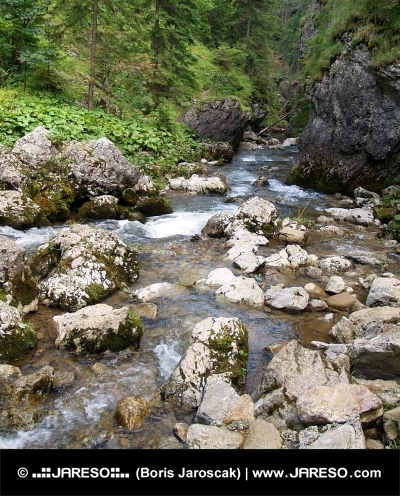 Horský potok v Kvačianské údolí
