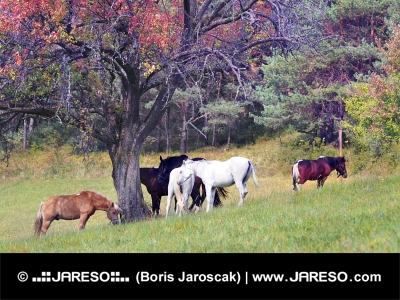Koně se pasou pod stromem zbarveným podzimními barvami