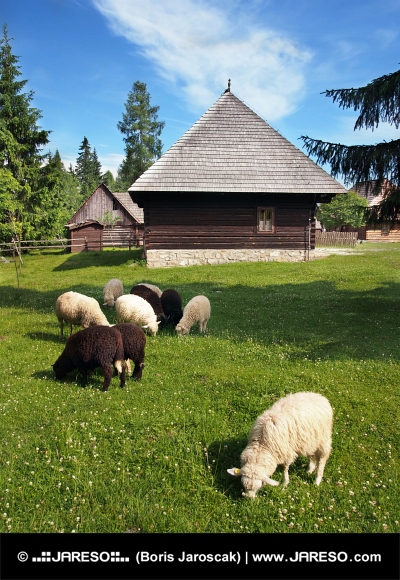 Ovce v blízkosti dřevěnice v Pribylině