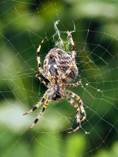 Pohled z blízka na pavouka jako tká svou síť