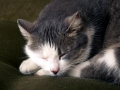 Portrét spící kočky