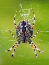 Pohled z blízka na malého pavouka jako tká svou síť
