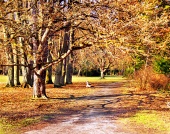 Pestrobarevný podzimní park