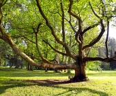 Velmi starý strom