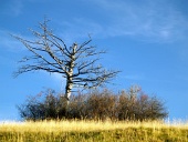 Osamocený vyschlý strom