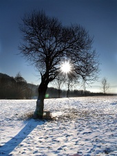 Strom a slunce během zimy