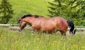 Kůň na louce ve vysoké trávě