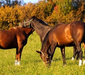 Tři koně na zelené louce