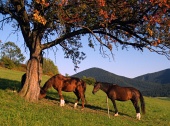 Koně odpočívají pod stromem