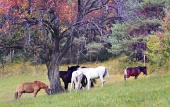 Koně se pasou pod stromem zbarveným podzimními barvami