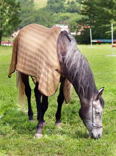 Kůň s přikrývkou se pase na cvičišti