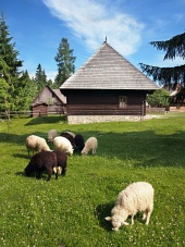 Ovce v blízkosti dřevěnice v Pribylině