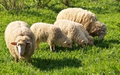 Rodinka oveček na louce