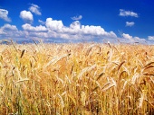 Zlatavé klásky pšenice