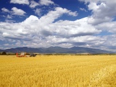 Sklizeň pšenice na Slovensku