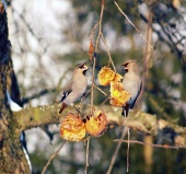Malé ptáky se krmí na ovoci
