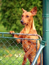Pes se dívá přes plot