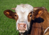 Portrét hnědobílé krávy
