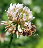 Včela opyluje květ jetele