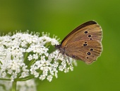 Motýl (Coenonympha) na bílém květu