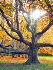 Slunce prosvítá přes obrovský strom během podzimu