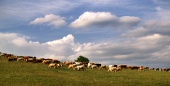 Stádo krav na louce