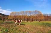 Krávy na poli během podzimu