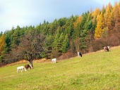 Koně pasoucí se na podzimním poli