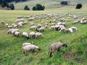 Ovce se pasou na slovenské louce