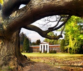 Masivní strom ve staré botanické zahradě