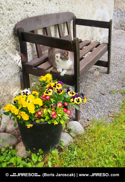 Kočka odpočívá na lavičce venku