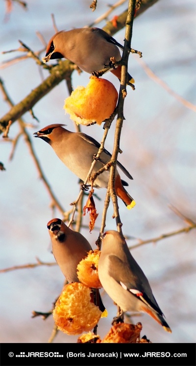 Ptáci jedí jablka