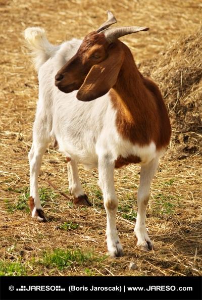 Portrét horské kozy