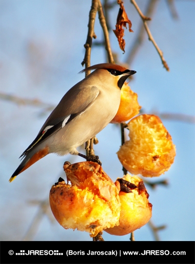 Hladový pták se pase na jablkách