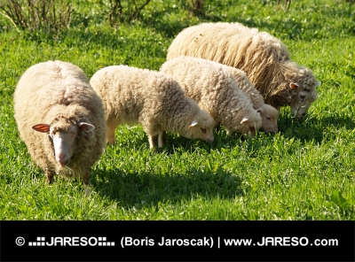Rodinka oveček na louce