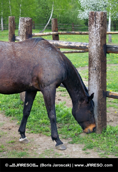 Černý kůň žere trávu na ranči