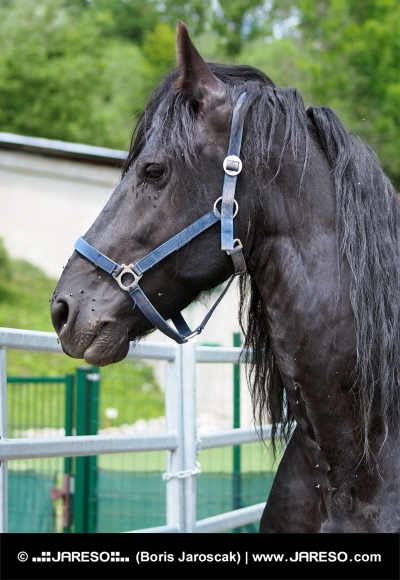Černý kůň za ohradou na cvičišti
