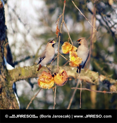 Malé ptáky se krmí na ovoci