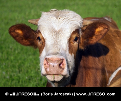 Portrét hnědobílé krávy