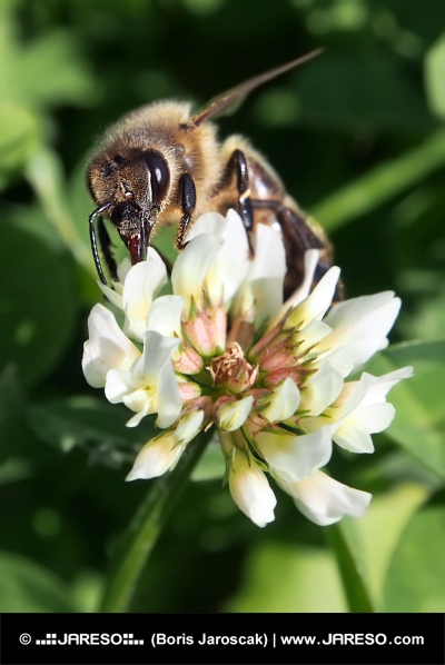 Evropská včela opyluje květ jetele